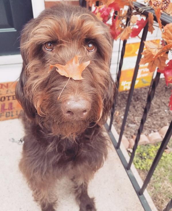 /images/uploads/griffin pond animal shelter/loveyourpet2018/entries/6566thumb.jpg